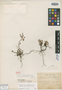 Oxalis corniculata var. corcovadensis R. Knuth, BRAZIL, A. F. M. Glaziou, Isotype, F