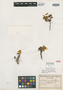 Oxalis aurea Schltr., South Africa, F. R. R. Schlechter 7967, Isotype, F