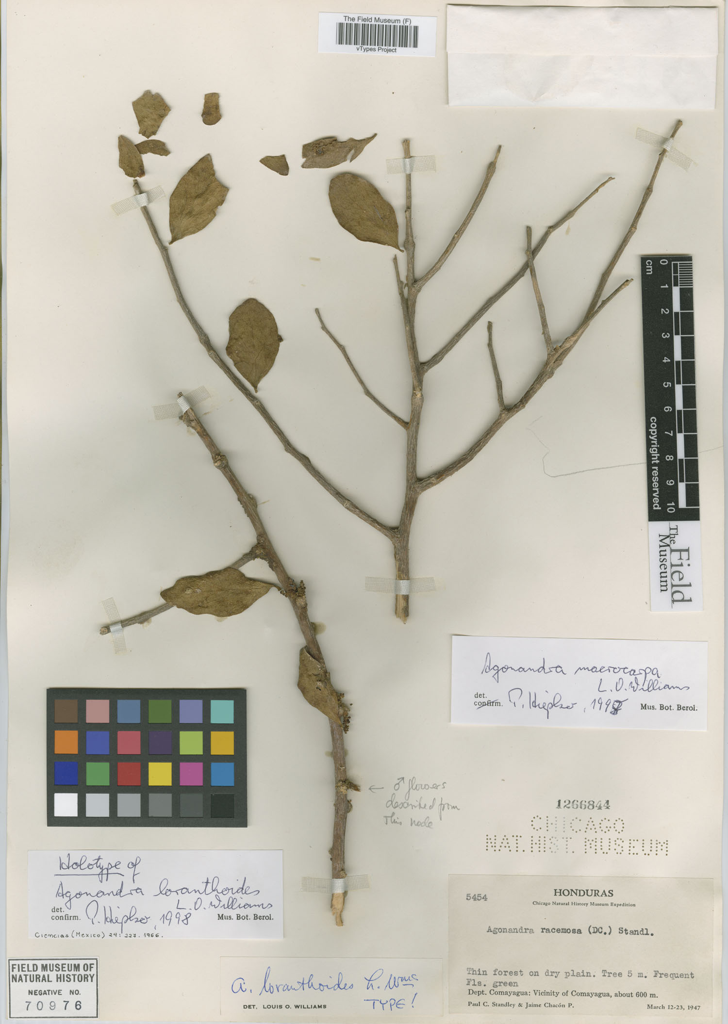 Agonandra macrocarpa image