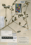 Agonandra macrocarpa L. O. Williams, HONDURAS, P. C. Standley 25878, Holotype, F
