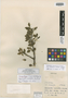 Agonandra ovatifolia Miranda, MEXICO, Miranda 6034, Isosyntype, F