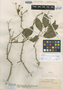 Agonandra brasiliensis subsp. racemigera Hiepko, COLOMBIA, O. L. Haught 3994, Isotype, F