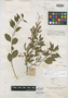 Agonandra granatensis Rusby, COLOMBIA, Herb. H. Smith 1950, Isolectotype, F