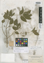 Agonandra granatensis Rusby, COLOMBIA, Herb. H. Smith 1771, Isosyntype, F