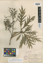 Bocconia arborea image