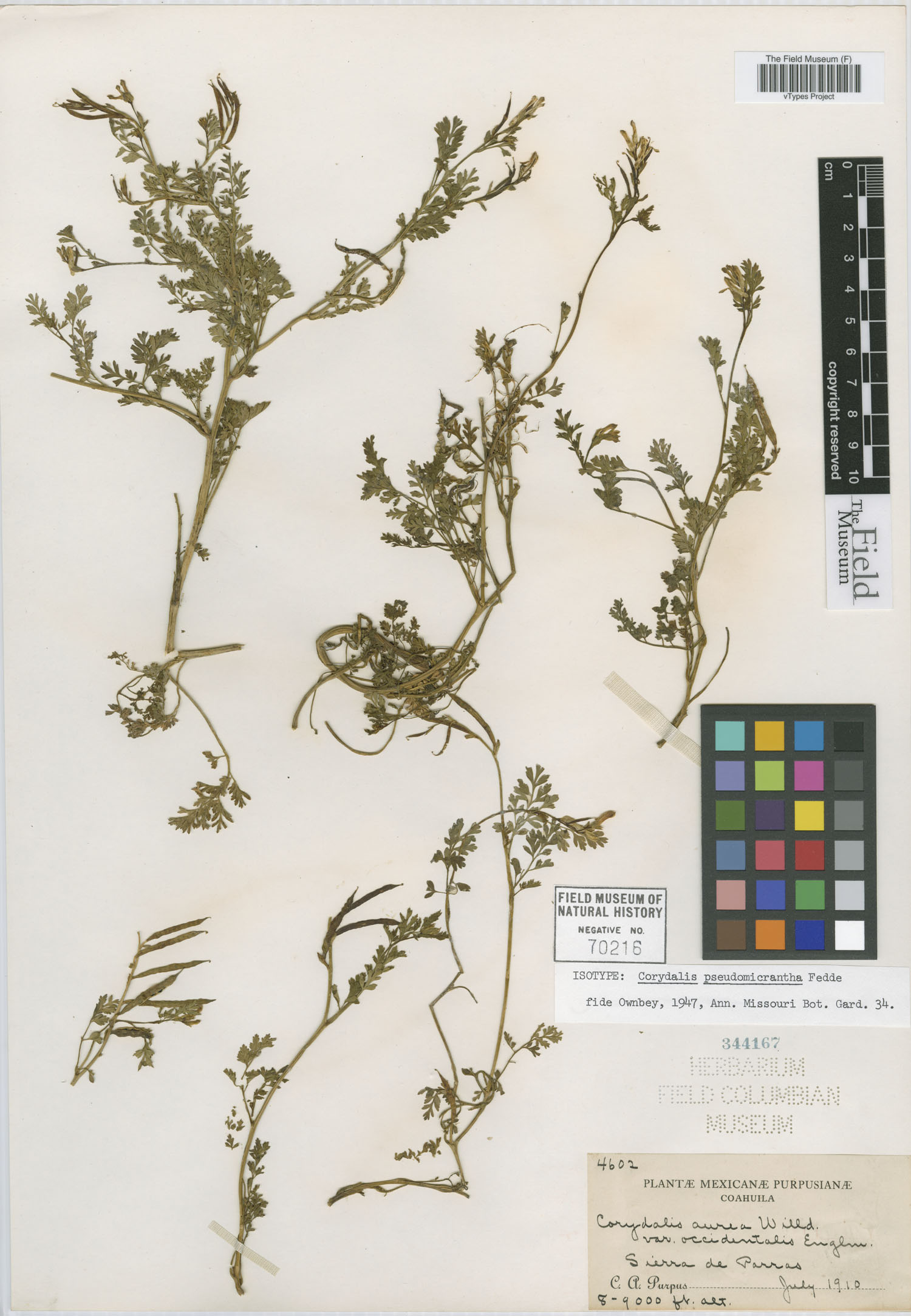 Corydalis pseudomicrantha image
