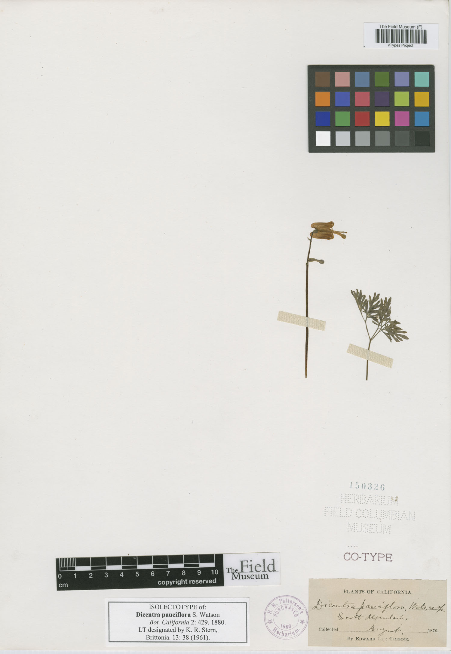 Dicentra pauciflora image
