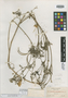 Eschscholzia helleriana image