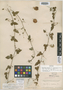 Passiflora foetida var. acapulcencis Killip, MEXICO, E. Palmer 306, Isotype, F