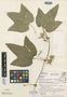 Passiflora oaxacensis image