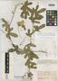 Passiflora foetida var. santiagana Killip, Cuba, C. L. Pollard 279, Isotype, F