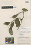 Peperomia cangrejalana Trel., Honduras, T. G. Yuncker 8765, Isotype, F