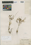 Peperomia dendroides Trel., PERU, J. F. Macbride 3640, Holotype, F