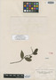 Peperomia alata Ruíz & Pav., Peru, H. Ruíz L. s.n. [MA 1/65], Isolectotype, F