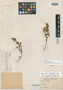 Peperomia lankesteri Trel., Costa Rica, C. H. Lankester 1294, Holotype, F