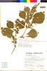 Flora of the Lomas Formations: Amaranthus dubius Mart. ex Thell., Peru, S. Llatas Quiroz 2266, F