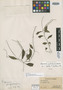 Peperomia flagellispica Trel., Panama, V. C. Dunlap 453, Isotype, F