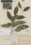 Piper concinnifolium Trel., Costa Rica, A. M. Brenes 14194, Isotype, F