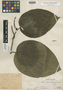 Piper late-ovatum Trel., Peru, Ll. Williams 7083, Holotype, F