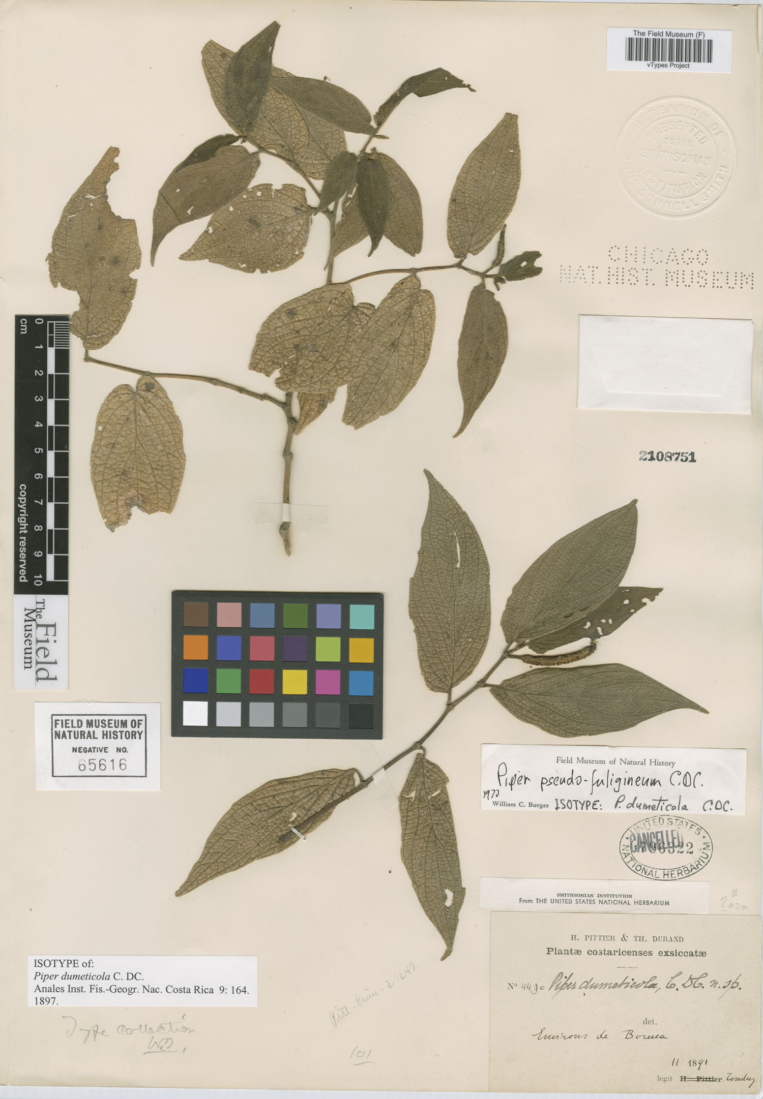 Piper dumeticola image