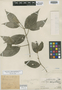 Piper margaritatum Trel., Peru, Ll. Williams 7742, Holotype, F