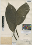Piper munchanum var. latum Trel., Peru, Ll. Williams 6954, Holotype, F