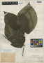 Piper riojanum Trel., Ll. Williams 7600, Holotype, F