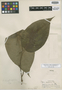 Piper scapispicum Trel., Peru, G. Klug 1420, Holotype, F