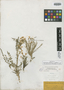 Polemonium confertum var. mellitum A. Gray, U.S.A., E. Hall 451, Isotype, F
