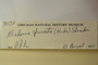 U.S.A. (Missouri), J. A. Steyermark 71138 (Accession number: 1000075)