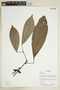 Herbarium Sheet V0375761F