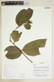 Herbarium Sheet V0375790F