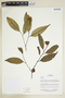 Herbarium Sheet V0375791F