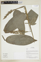 Herbarium Sheet V0375815F