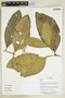 Herbarium Sheet V0375832F