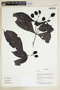 Herbarium Sheet V0375841F