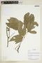 Herbarium Sheet V0375876F