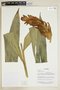 Herbarium Sheet V0375906F