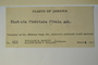 Jamaica, W. R. Maxon & E. P. Killip 611 (Accession number: 1086599)