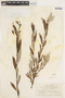 Salix jepsonii image