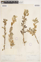 Salix lasiolepis Benth., U.S.A., E. Palmer 466, F