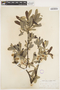 Salix lasiolepis Benth., U.S.A., W. H. Brewer 944, F
