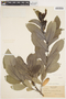 Salix laurentiana image