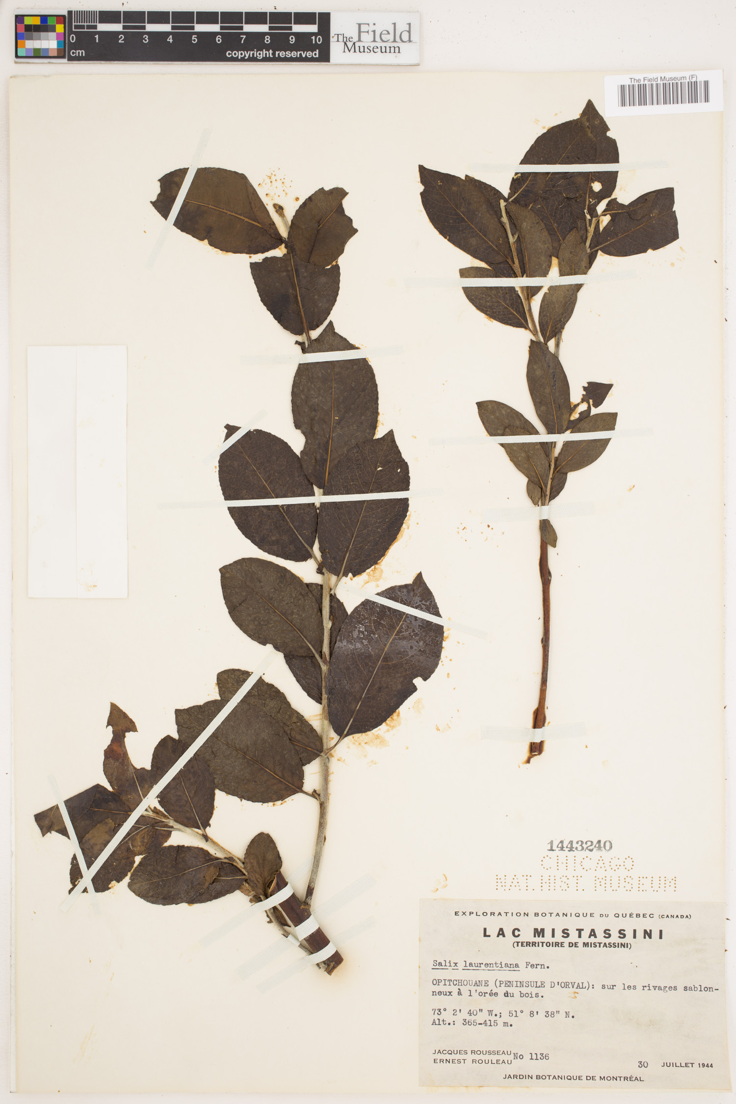 Salix laurentiana image
