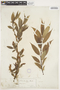 Salix lucida image