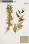 Salix lucida Muhl., U.S.A., J. H. Schuette, F