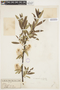Salix maccalliana image