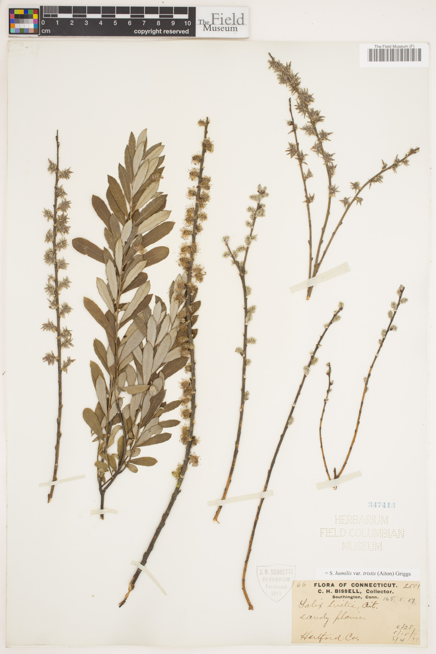 Salix humilis var. tristis image