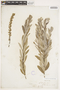 Salix humilis var. tristis image