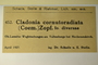 Germany, E. Stolle & F. A. Schade 452 (Accession number: none)
